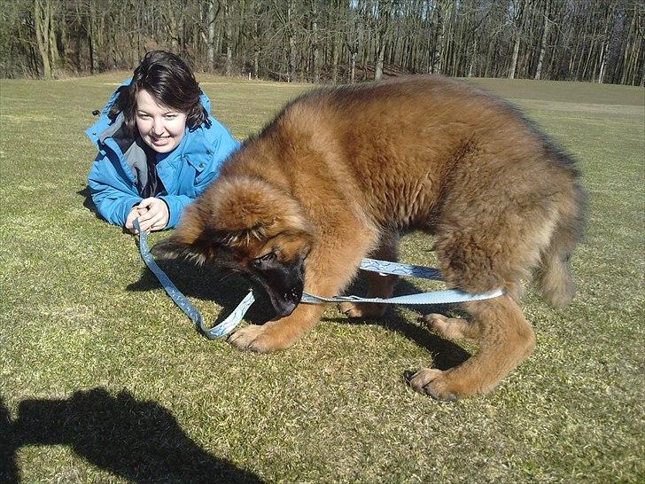 Schæferhund Papso - lidt legesyg er man vel billede 4