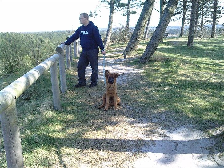 Schæferhund Papso - jeg har set kameraet billede 5