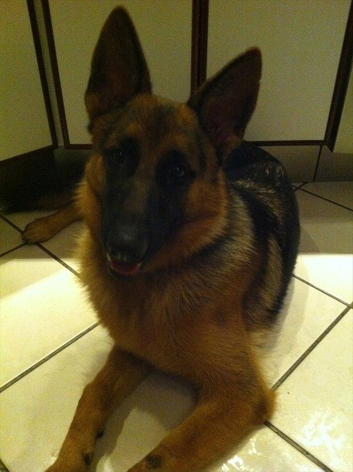 Schæferhund Cosmo - 10 måneder gammel :-) billede 9