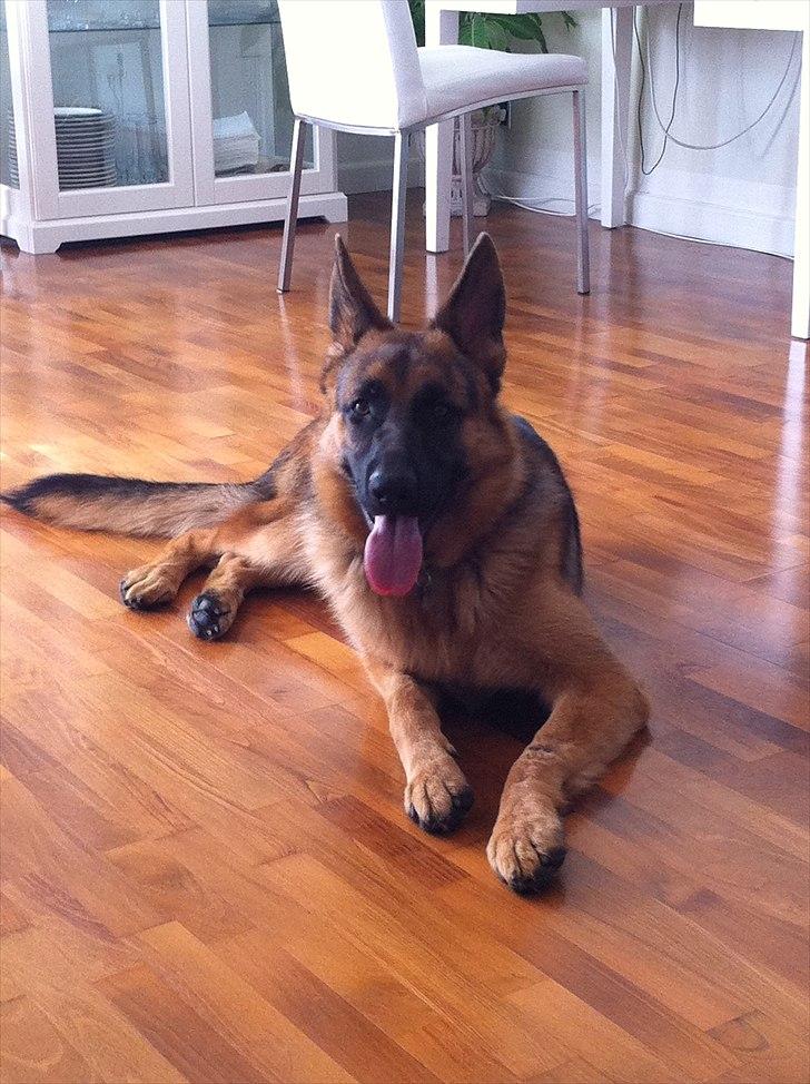 Schæferhund Cosmo - 10 måneder gammel :-) billede 11