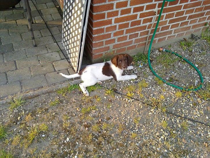 Field Trial spaniel Tulle billede 3