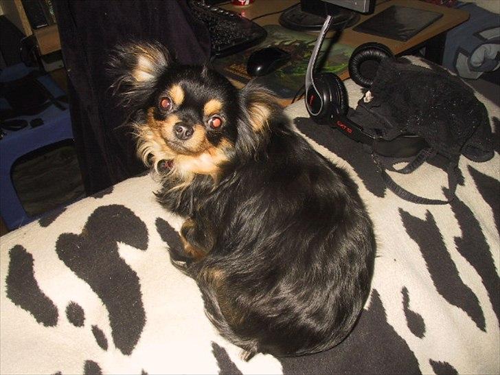 Chihuahua beauty - hvor er min mooar billede 1