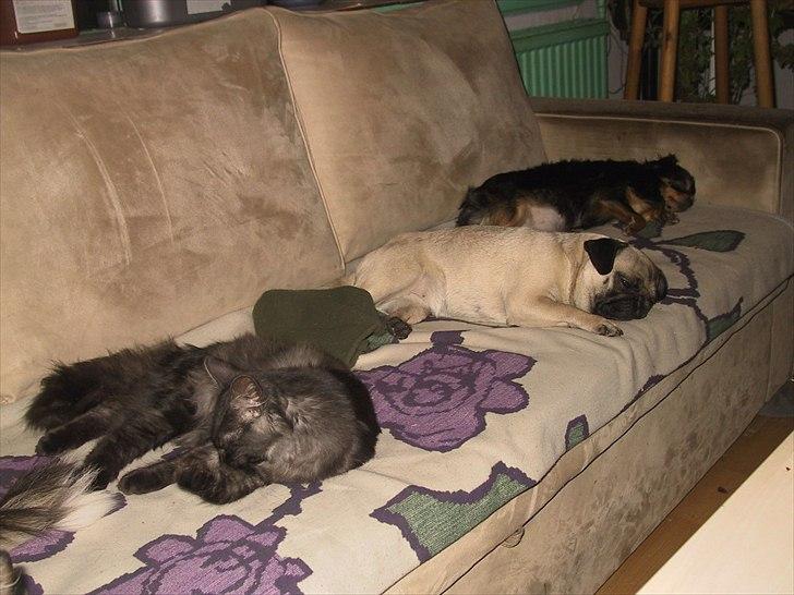 Chihuahua beauty - sofa hygge billede 2