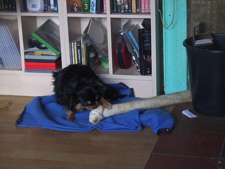 Chihuahua beauty - kan godt kan godt billede 3