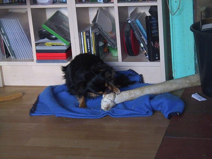 Chihuahua beauty - næsten hul på det satans ben billede 4