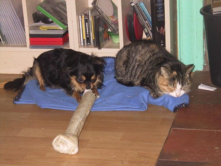 Chihuahua beauty - sov du bare videre det her ben er mit  billede 5