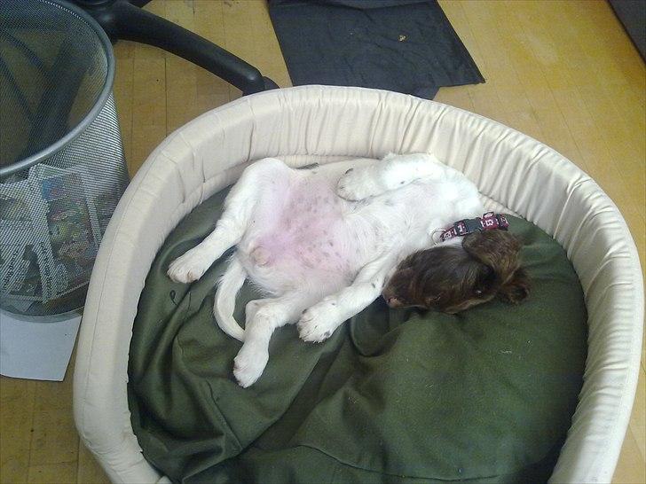 Field Trial spaniel Tulle billede 4