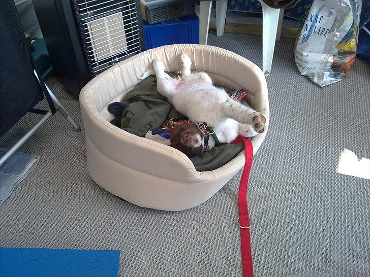 Field Trial spaniel Tulle billede 5