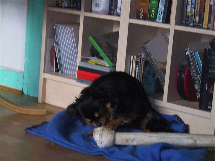 Chihuahua beauty billede 6