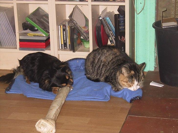 Chihuahua beauty billede 7