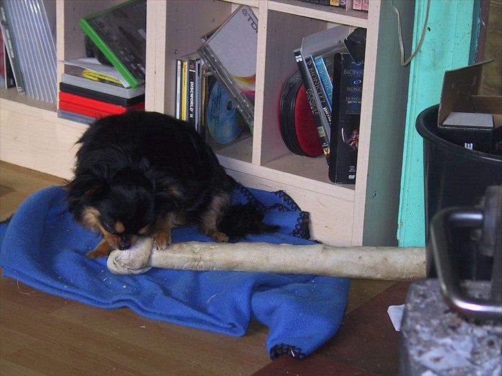 Chihuahua beauty billede 8