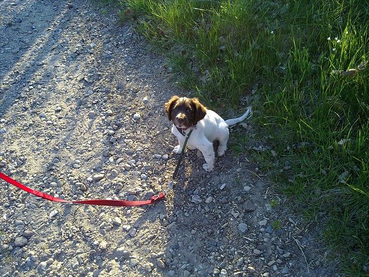 Field Trial spaniel Tulle billede 6