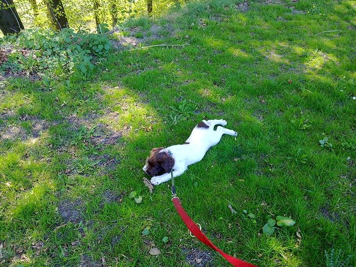 Field Trial spaniel Tulle billede 7