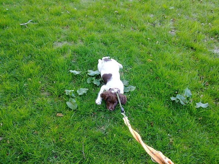 Field Trial spaniel Tulle billede 8