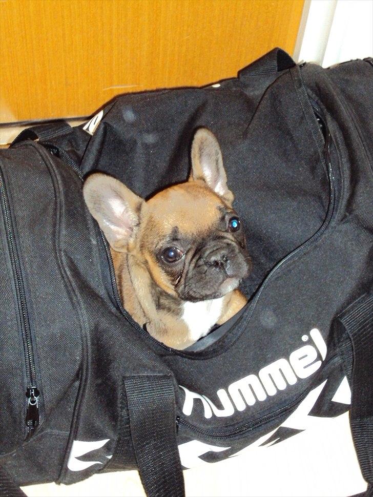 Fransk bulldog Marley billede 1