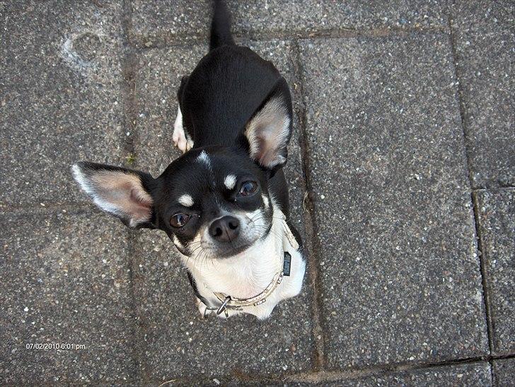 Chihuahua Minnie billede 1