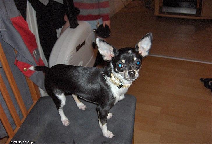 Chihuahua Minnie billede 2