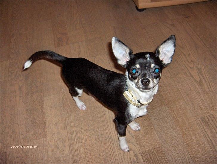 Chihuahua Minnie billede 3