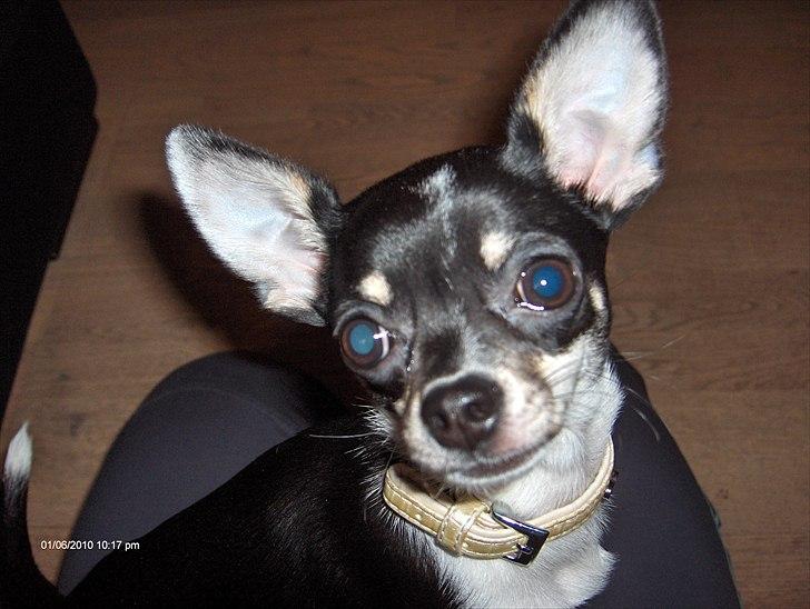 Chihuahua Minnie billede 4