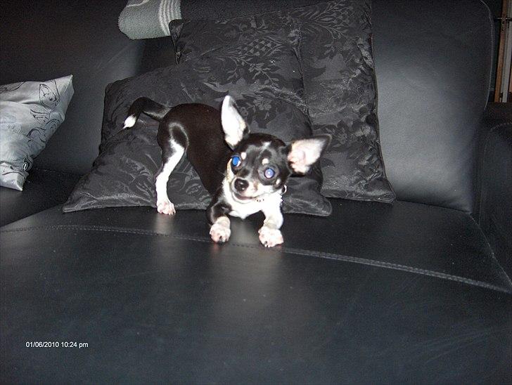 Chihuahua Minnie billede 5