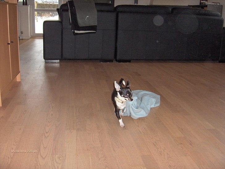 Chihuahua Minnie billede 6