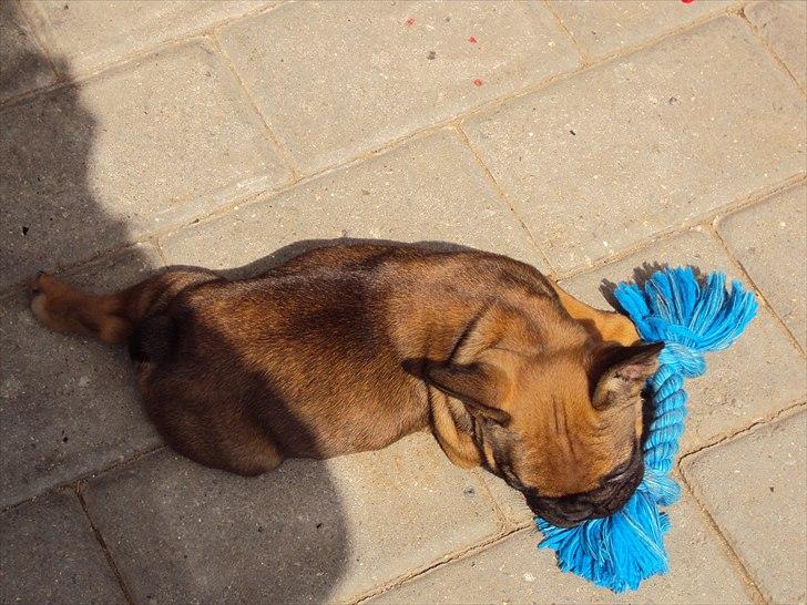 Fransk bulldog Marley billede 2