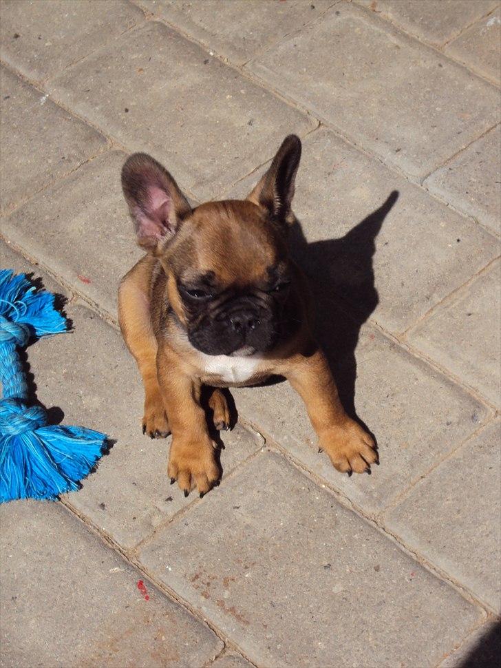 Fransk bulldog Marley billede 3