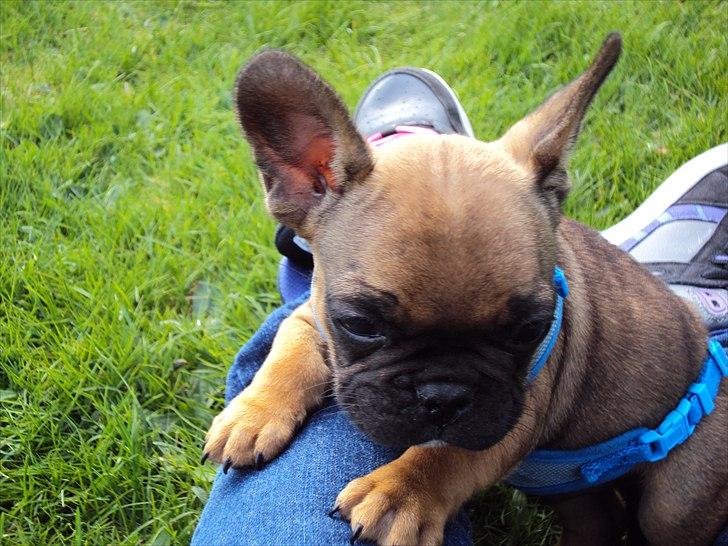 Fransk bulldog Marley billede 4