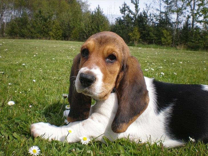 Basset hound Stenildgaard's Gurli (Jønsson) billede 1