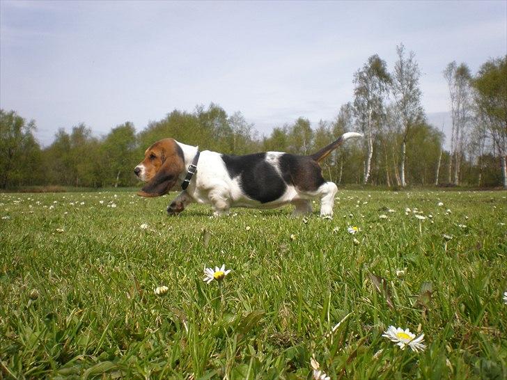 Basset hound Stenildgaard's Gurli (Jønsson) billede 2