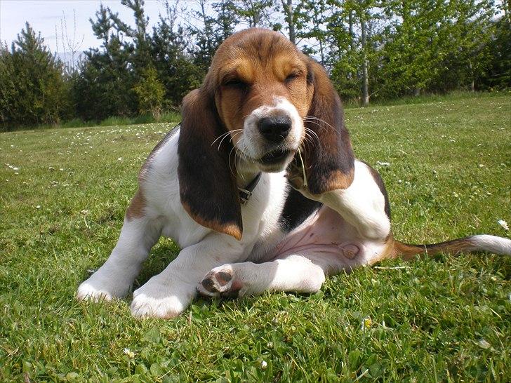 Basset hound Stenildgaard's Gurli (Jønsson) billede 3