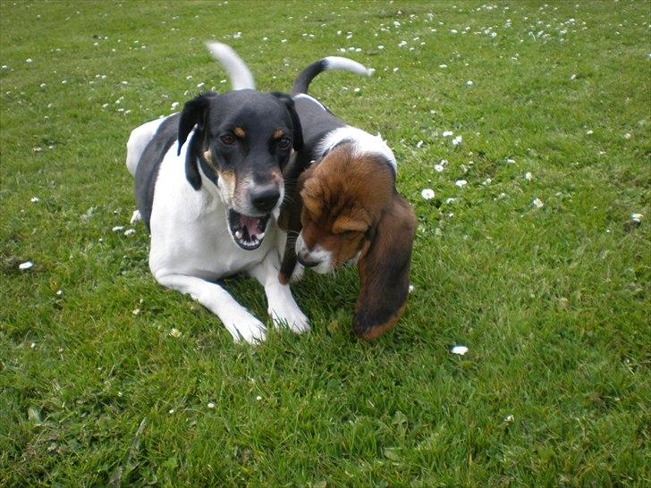 Basset hound Stenildgaard's Gurli (Jønsson) billede 4