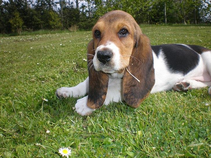 Basset hound Stenildgaard's Gurli (Jønsson) billede 5