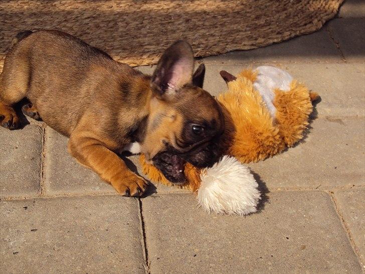 Fransk bulldog Marley billede 5