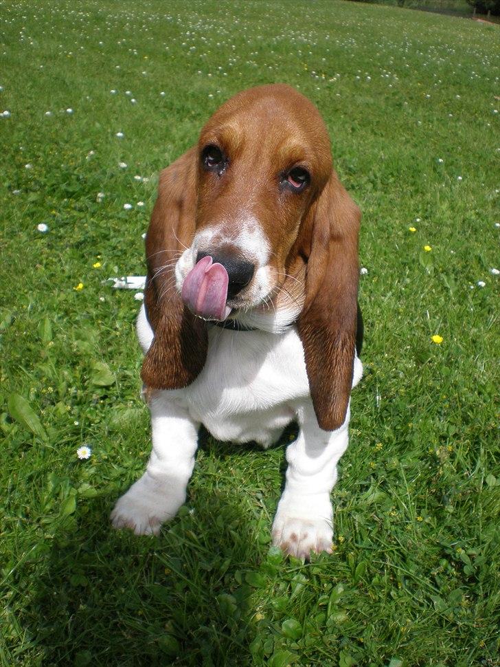 Basset hound Stenildgaard's Gurli (Jønsson) billede 6