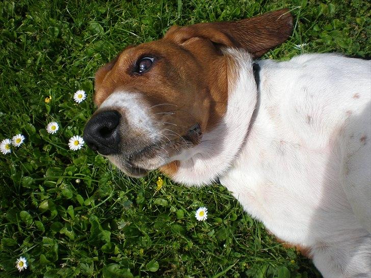 Basset hound Stenildgaard's Gurli (Jønsson) billede 7