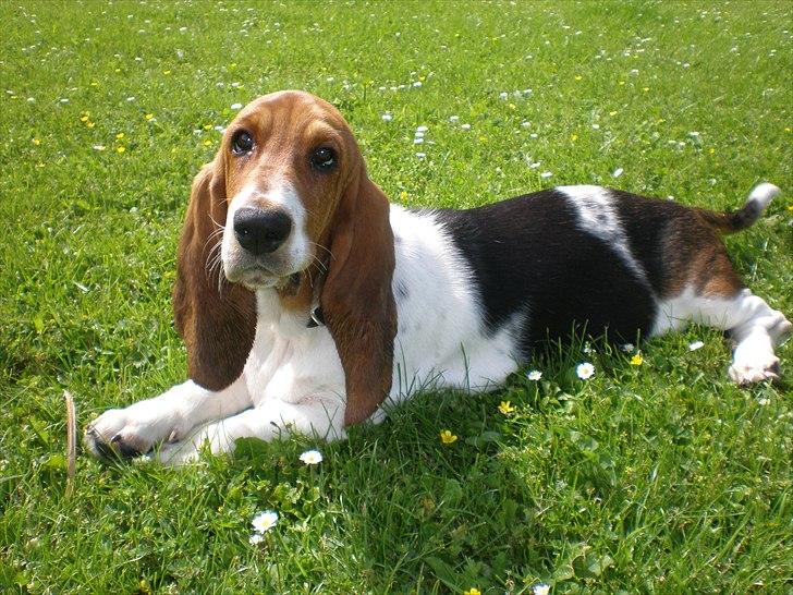 Basset hound Stenildgaard's Gurli (Jønsson) billede 8