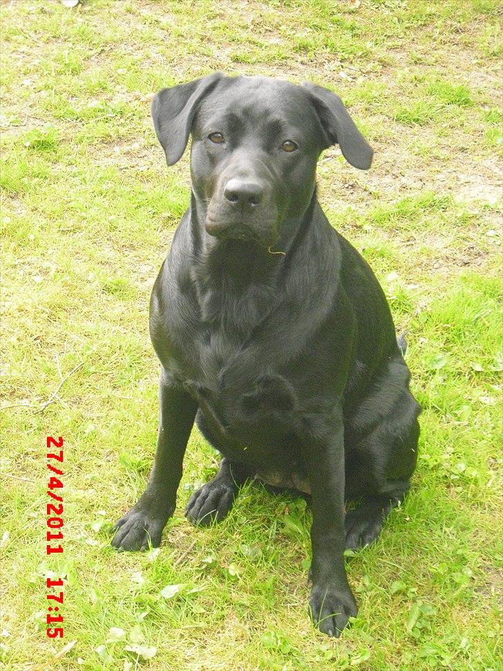Labrador retriever Trille - 1 år og 2 mdr <3 billede 8
