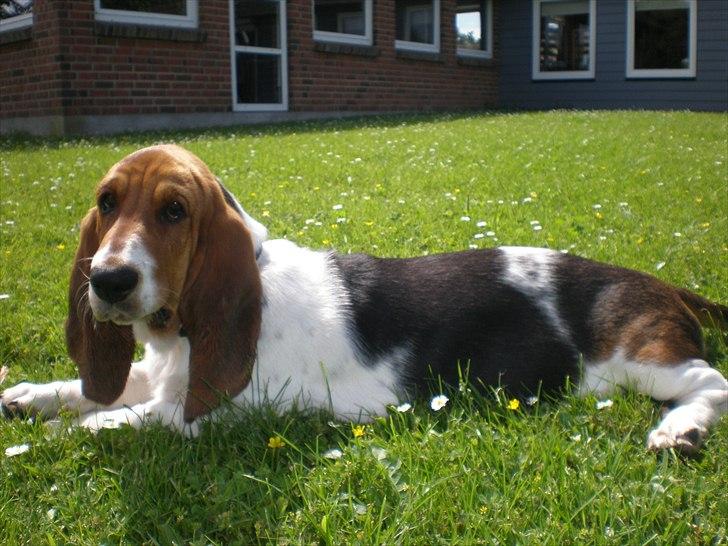 Basset hound Stenildgaard's Gurli (Jønsson) billede 9