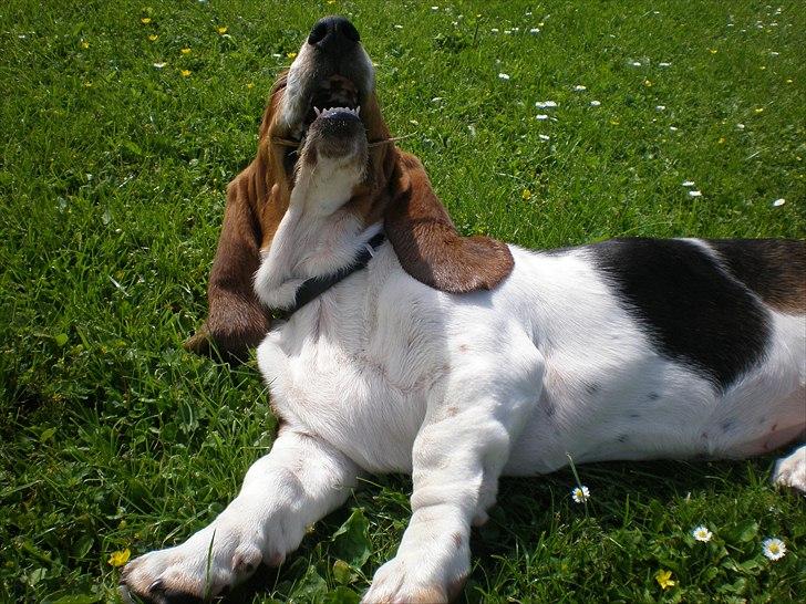 Basset hound Stenildgaard's Gurli (Jønsson) billede 10