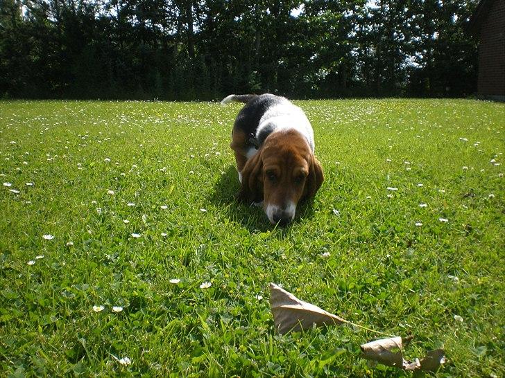 Basset hound Stenildgaard's Gurli (Jønsson) billede 11