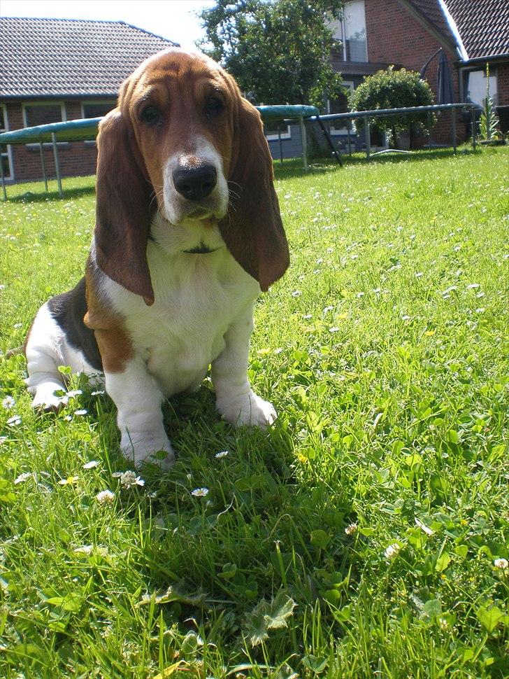 Basset hound Stenildgaard's Gurli (Jønsson) billede 12