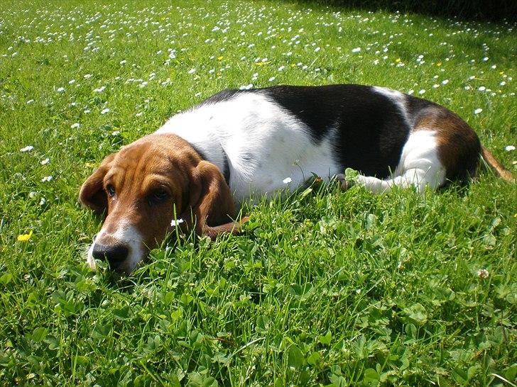 Basset hound Stenildgaard's Gurli (Jønsson) billede 13