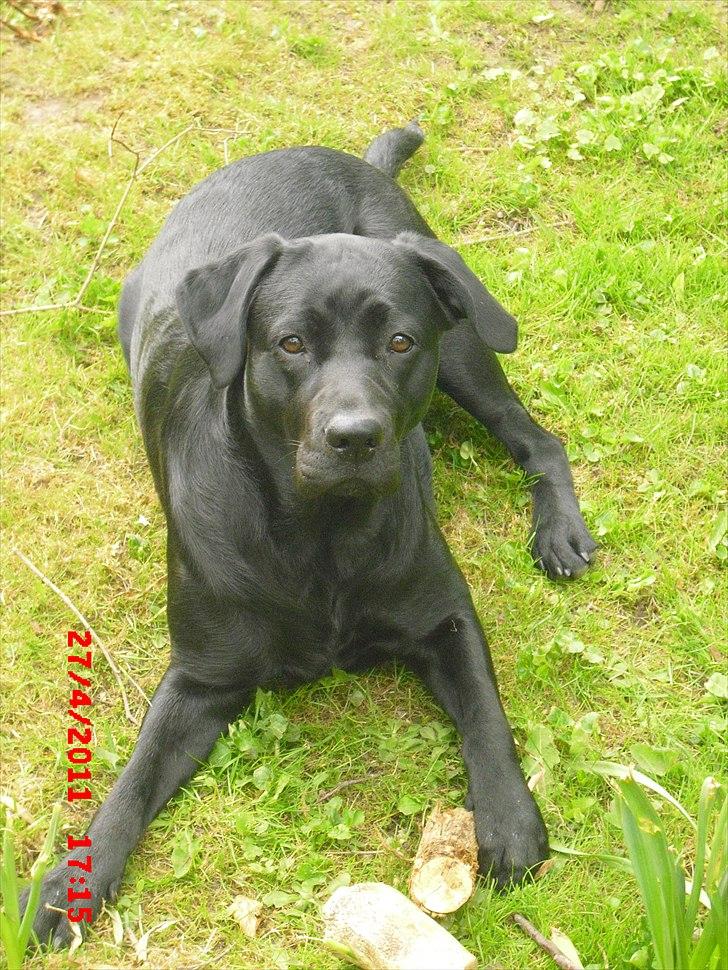 Labrador retriever Trille - 1 år og 2 mdr <3 billede 9