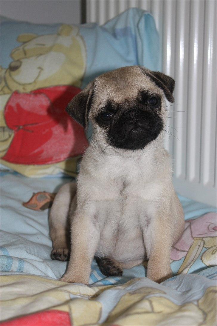 Mops Alma (Mine forældres) billede 13