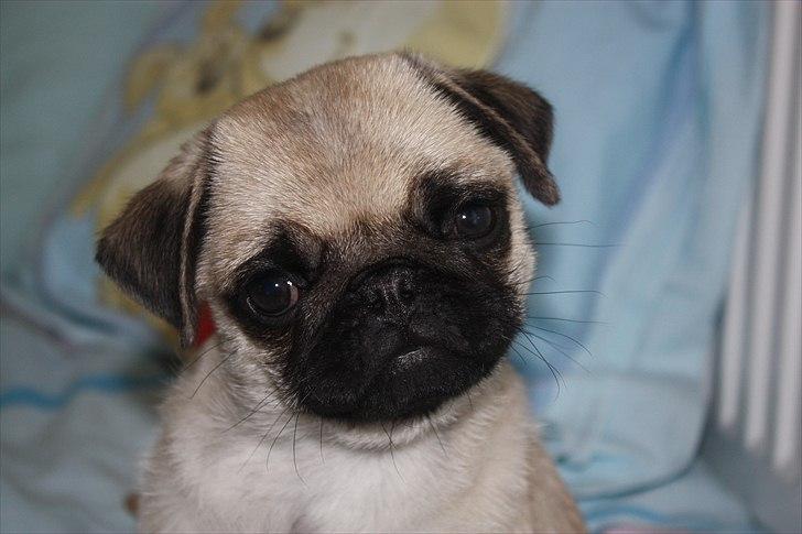 Mops Alma (Mine forældres) - 9 uger gammel billede 6