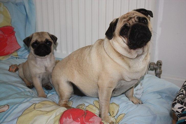 Mops Alma (Mine forældres) - På besøg hos Agnes og Cosmo billede 14