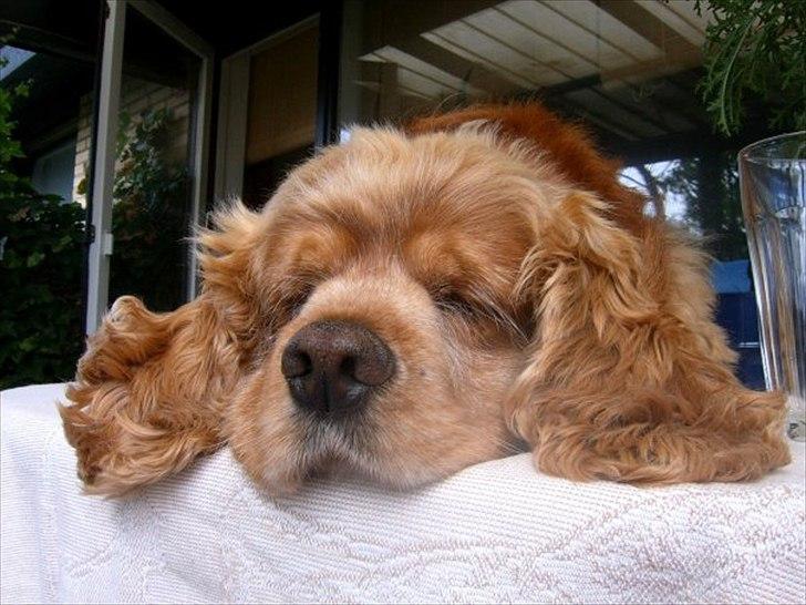 Amerikansk cocker spaniel Sofus billede 5