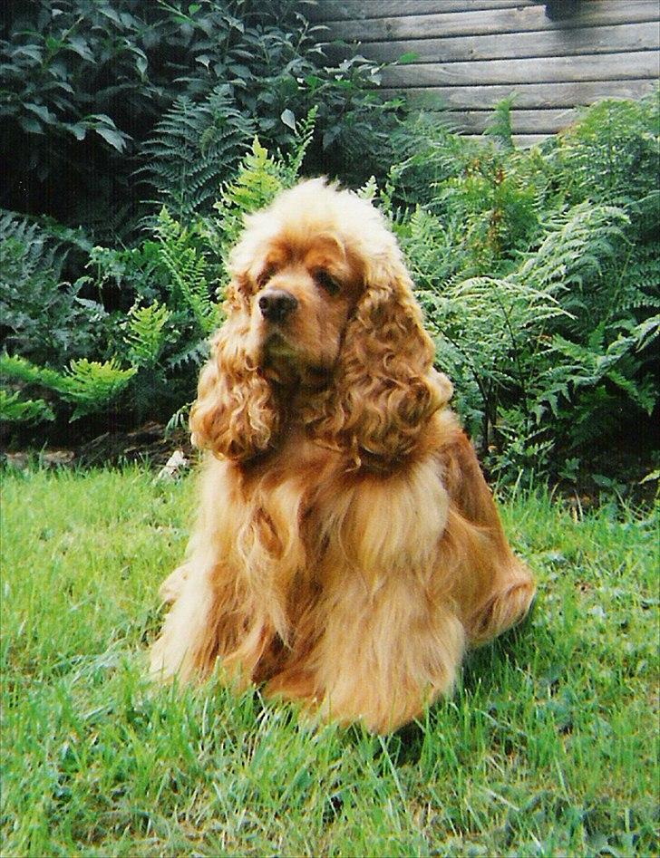 Amerikansk cocker spaniel Sofus billede 7