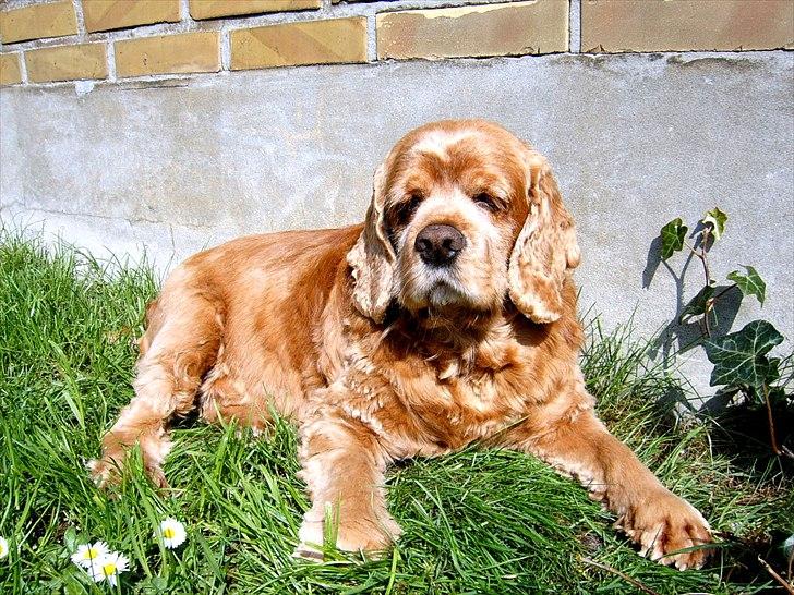 Amerikansk cocker spaniel Sofus billede 8